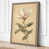 Taupe Border