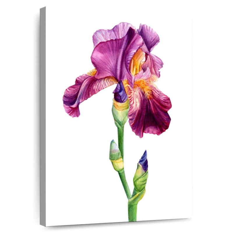 Harnek, belle fleur d'iris, H 24 po x l 16 po