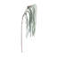 Weeping White Pine Spray