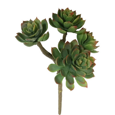 Morin 12'' Tall Succulent Plant
