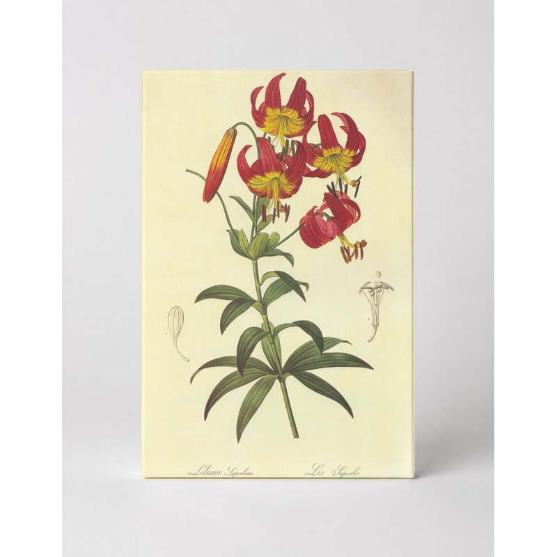 Lilium super album, 30" W x 20" H