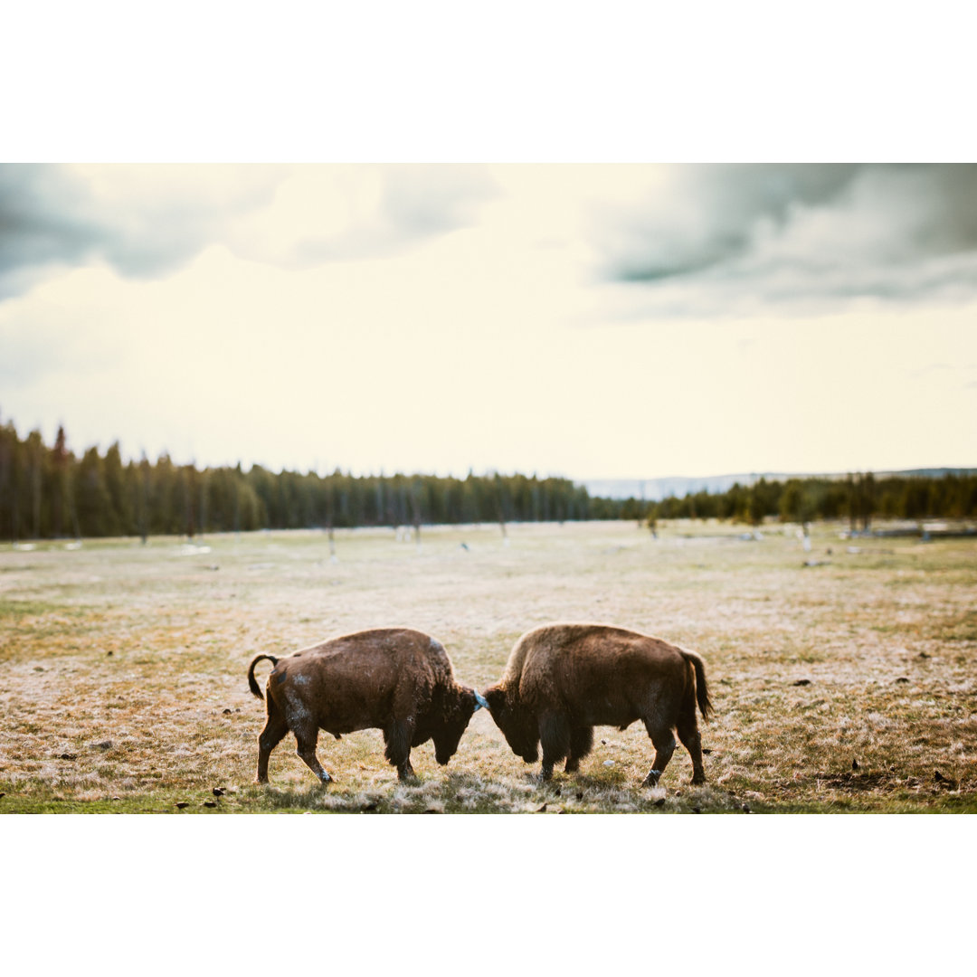 Bison im Yellowstone National Park von RyanJLane - Leinwandbild