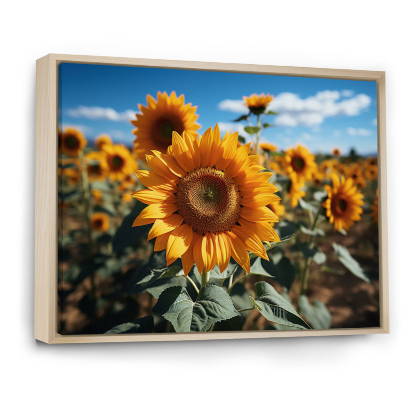 Tournesols jaune champ vibrant II, H 12 po x l 20 po x P 1 po, Cadre naturel flottant
