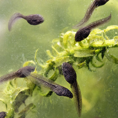 Tadpoles by Ian35Mm - Wrapped Canvas Print