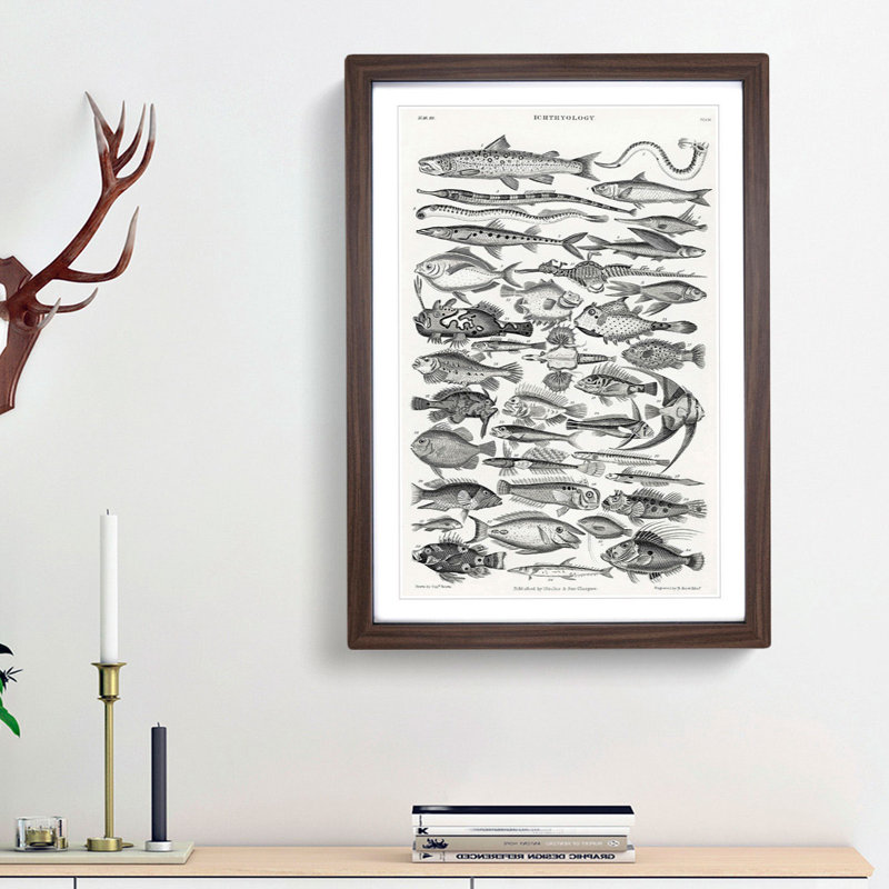Study of Fish XLVH by Oliver Goldsmith - Picture Frame Drawing Print, 36cm H x 27cm W x 2cm D, Walnut Framed