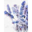Aquarelle, fleurs de lavande sur toile
