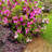 1 Gallon Autumn Twist Encore Azalea - Reblooming Evergreen Shrub for Full Sun to Part Shade