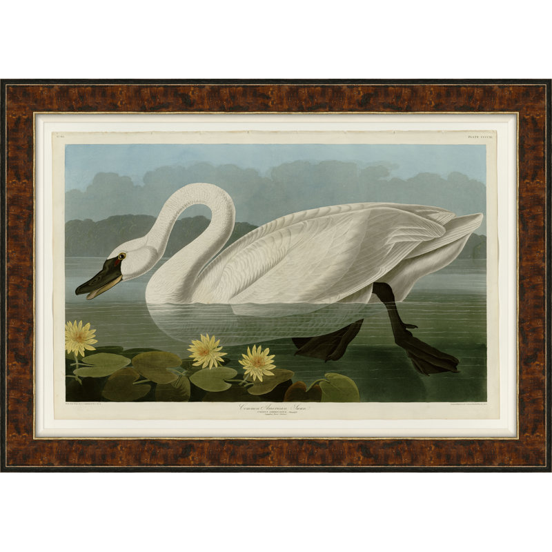 Swan Giclee On Canvas, 26.75'' H x 37.5'' W x 0.63'' D