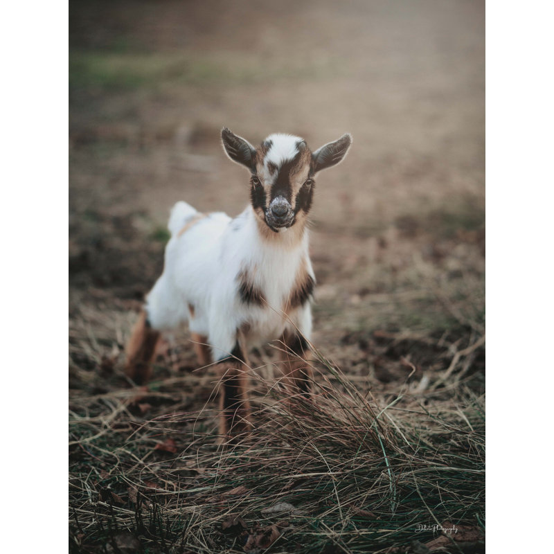 Lil Cutie, H 36 po x l 24 po x P 1,25 po