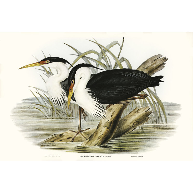 Adarrion Waterbird pairing II par Elizabeth Gould, H 24 po x l 36 po