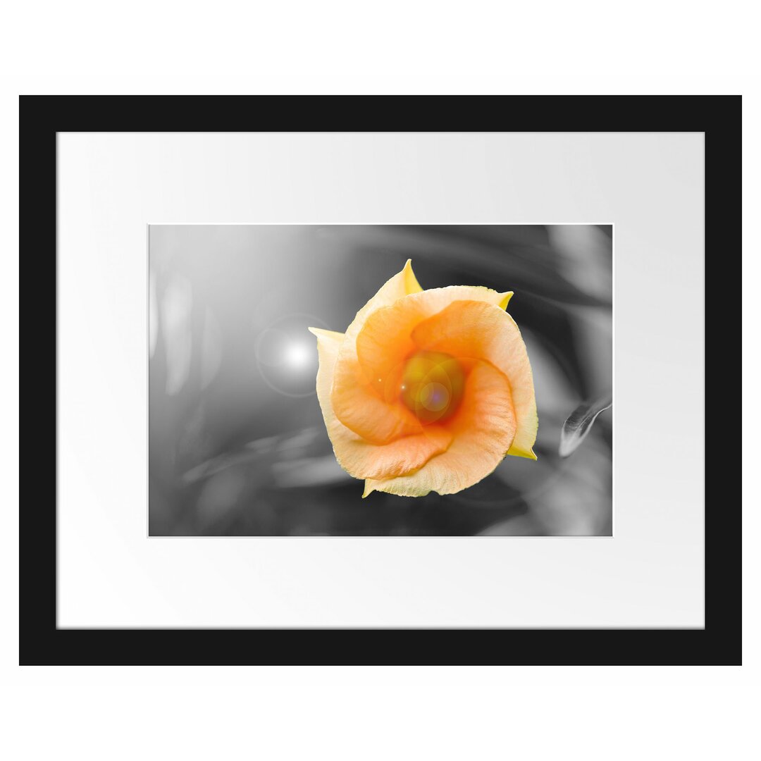 Gerahmtes Poster Orange Blume im Sonnenlicht