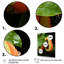 «Harvest Hues Papaya Fruit Perfection III», art mural fruits-675003571