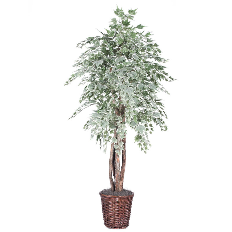 Arbre à érable de plancher pour le pot