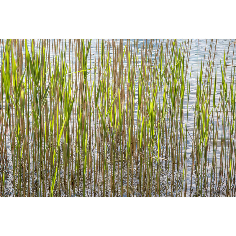 Reeds by Barbara Markoff - Wrapped Canvas Print, 30cm H x 46cm W