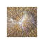 Underwater Beauty VI Print by Austin Beiv-27087377-27087379
