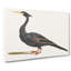 Water Bird by Johan Teyler - Wrapped Canvas-55303548