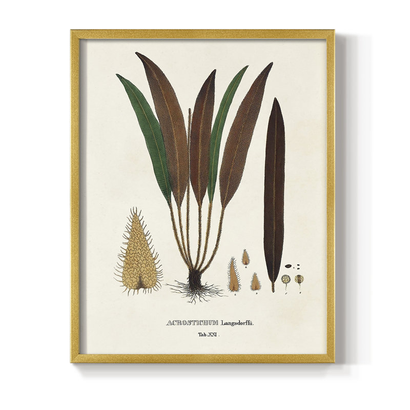 Botanical Society Ferns I, reproduction encadrée - bois massif, H 14 po x l 11 po