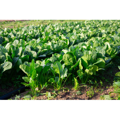 «Green Spinach on a Field» par Jackf - photographie sur toile tendue