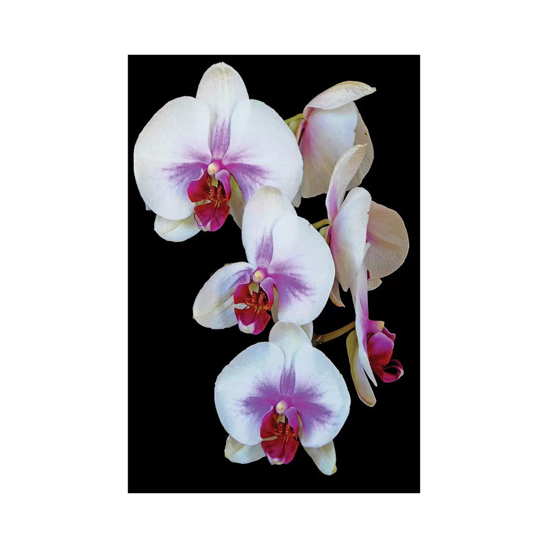 Orchids by Brian Wolf - Wrapped Canvas Gallery-Wrapped Canvas Giclée