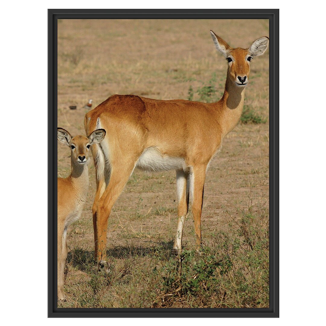 Gerahmtes Wandbild indische Gazelle mit Jungtier