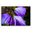 «Purple Rain» par Pamela Plummer-936616352