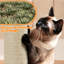 Arbre à chat 70 "-1490336159