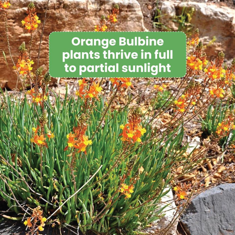 Orange Bulbine Flowering Shrub in Black Pot, 6-Inch