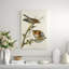 Red Shouldered Hawk Print by James Audubon-26706064-26706063