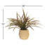 Spider Plant in Cement Pot