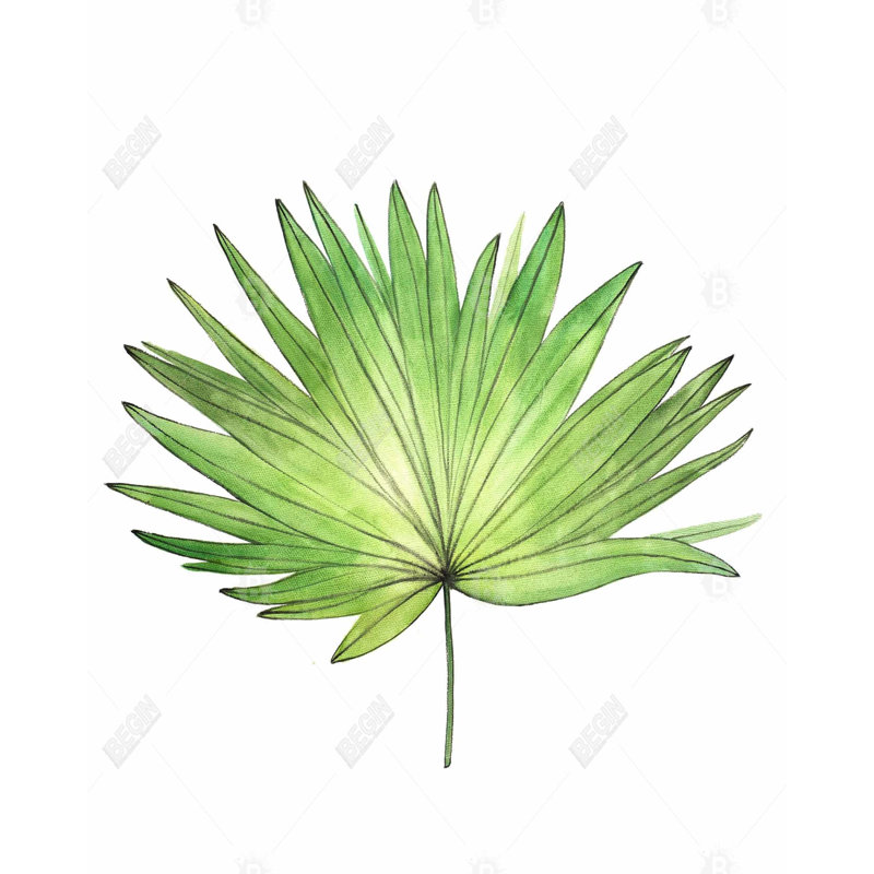 Petticoat Palm Print On Canvas