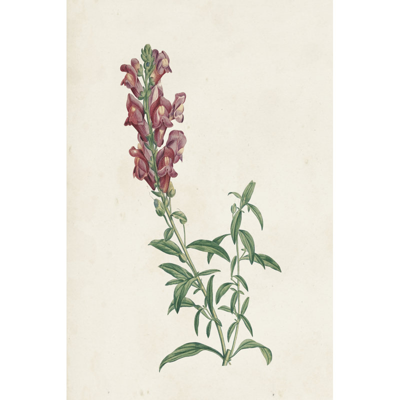 Classic Botanicals IV by Pierre Redoute - Art Prints, 122cm H x 81cm W, Wrapped Canvas