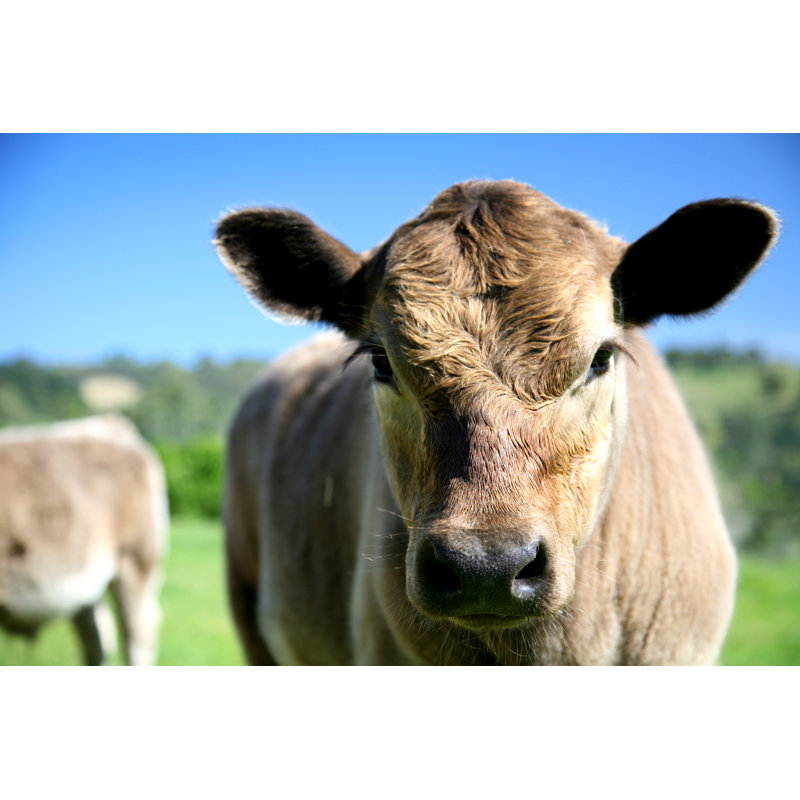 Murray Grey Cross Angus Calf by Bloodstone - Wrapped Canvas Print, 51cm H x 76cm W x 3.8cm D