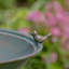 Bain d'oiseaux à piédestal Bobra-1326905487