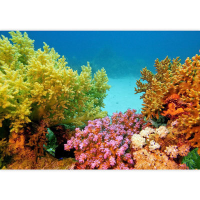Vibrant Multicolor Rainbow Coral Reef