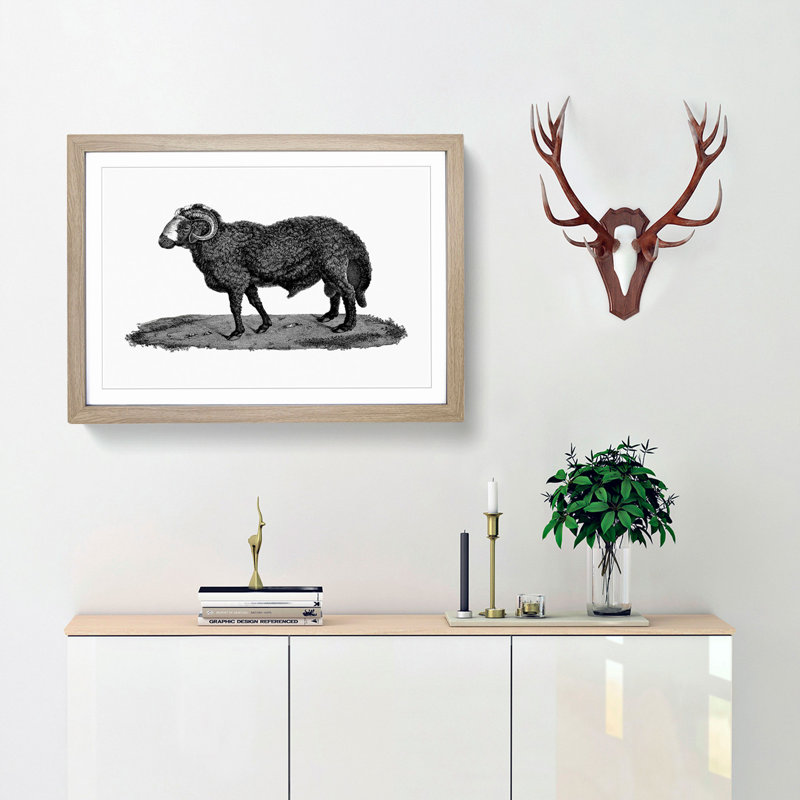 Sheep Illustration - Picture Frame Drawing Print, Oak Framed, 27cm H x 36cm W x 2cm D