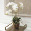Conservatory Orchid Drop-In-1554782236