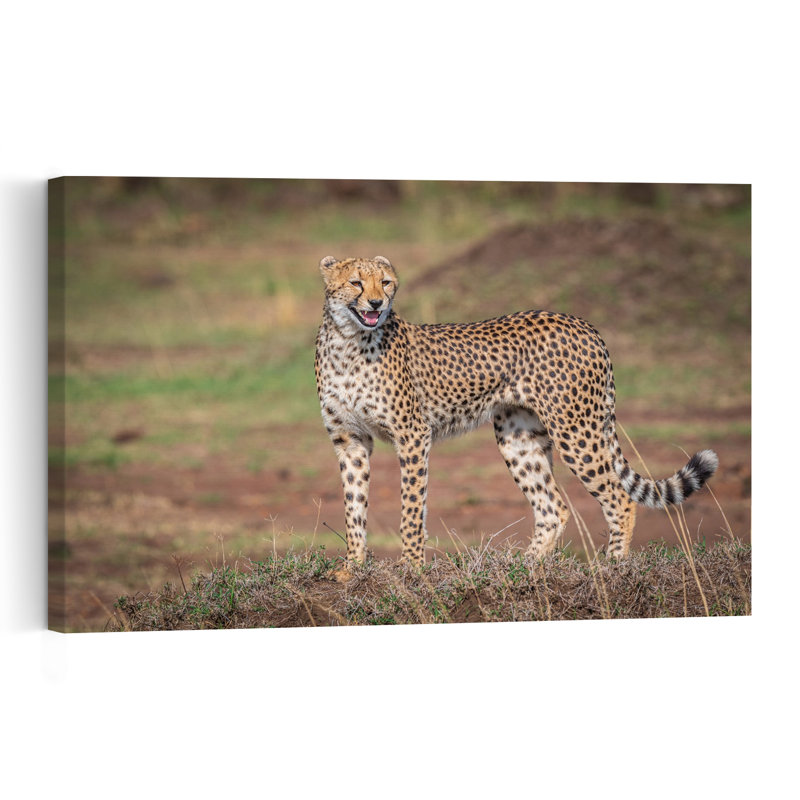 African Cheetah Standing Contemporary Wall Art Print, 30.48cm H x 45.72cm W