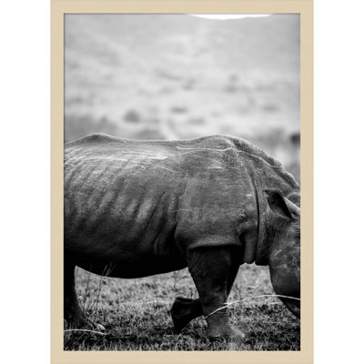Pepperidge "Black Rhino" Print