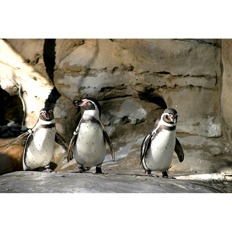 Humboldt Penguin - Wrapped Canvas Print, 30cm H x 46cm W x 3.8cm D