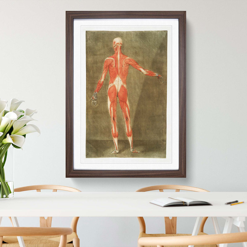 Anatomical Illustration of a Male No. 5 by Gautier-Dagoty - Picture Frame Painting Print, 36cm H x 27cm W x 2cm D