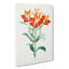 Peruvian Lily Flowers - Wrapped Canvas-55323802