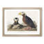 Tufted Puffin Bird by John James Audubon - Framed Print-55615174-55615180