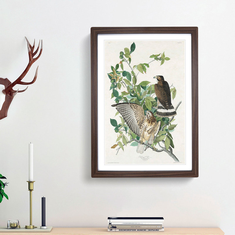 Brown-Winged Hawk by John James Audubon - Picture Frame Art Print, 65cm H x 48cm W x 2cm D, Walnut Framed