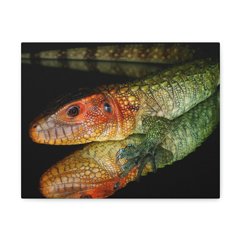 Reproduction d'art mural Caiman, H 12 po x l 16 po