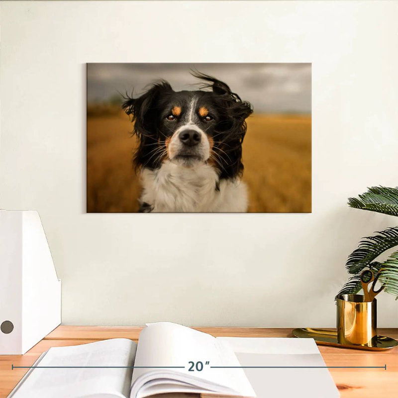 Border collie Brampt Expressive, H 8 po x l 12 po