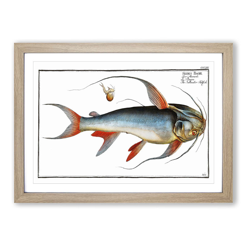 Saltwater Catfish by M.E. Bloch - Picture Frame Painting Print, Oak Framed, 27cm H x 36cm W x 2cm D