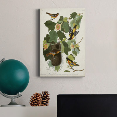 " Pl 12 Baltimore Oriole "