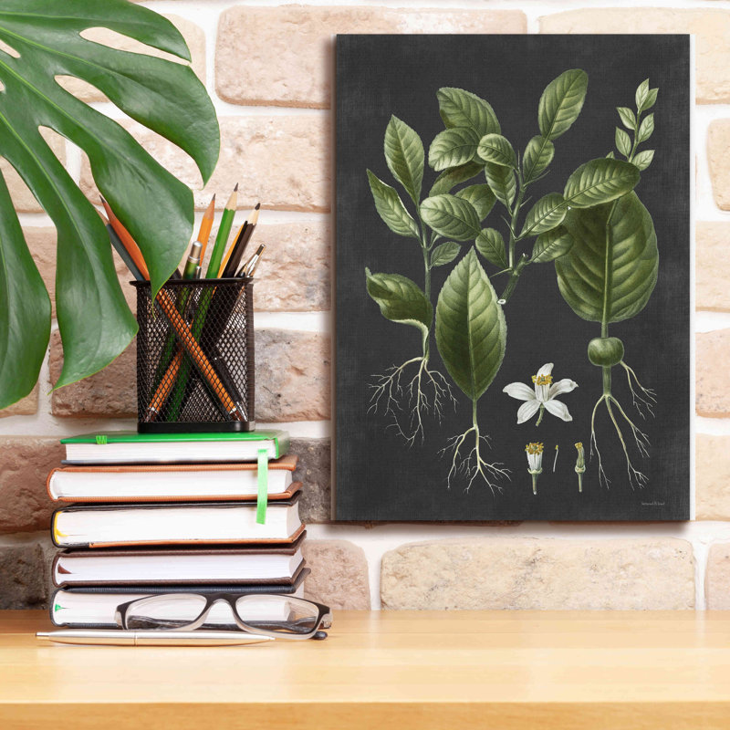 «Citrus Botanical» par Lettered & Lined - reproduction d'art sur toile tendue, H 16 po x l 12 po x P 0,75 po