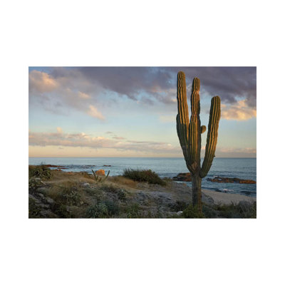 Saguaro Cactus At Beach, Cabo San Lucas, Mexico by Tim Fitzharris - Wrapped Canvas Print