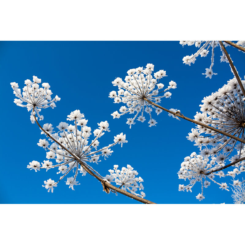 snowy flowers under blue sky 1 Piece Wrapped Canvas Wall Art, 20cm H x 30cm W